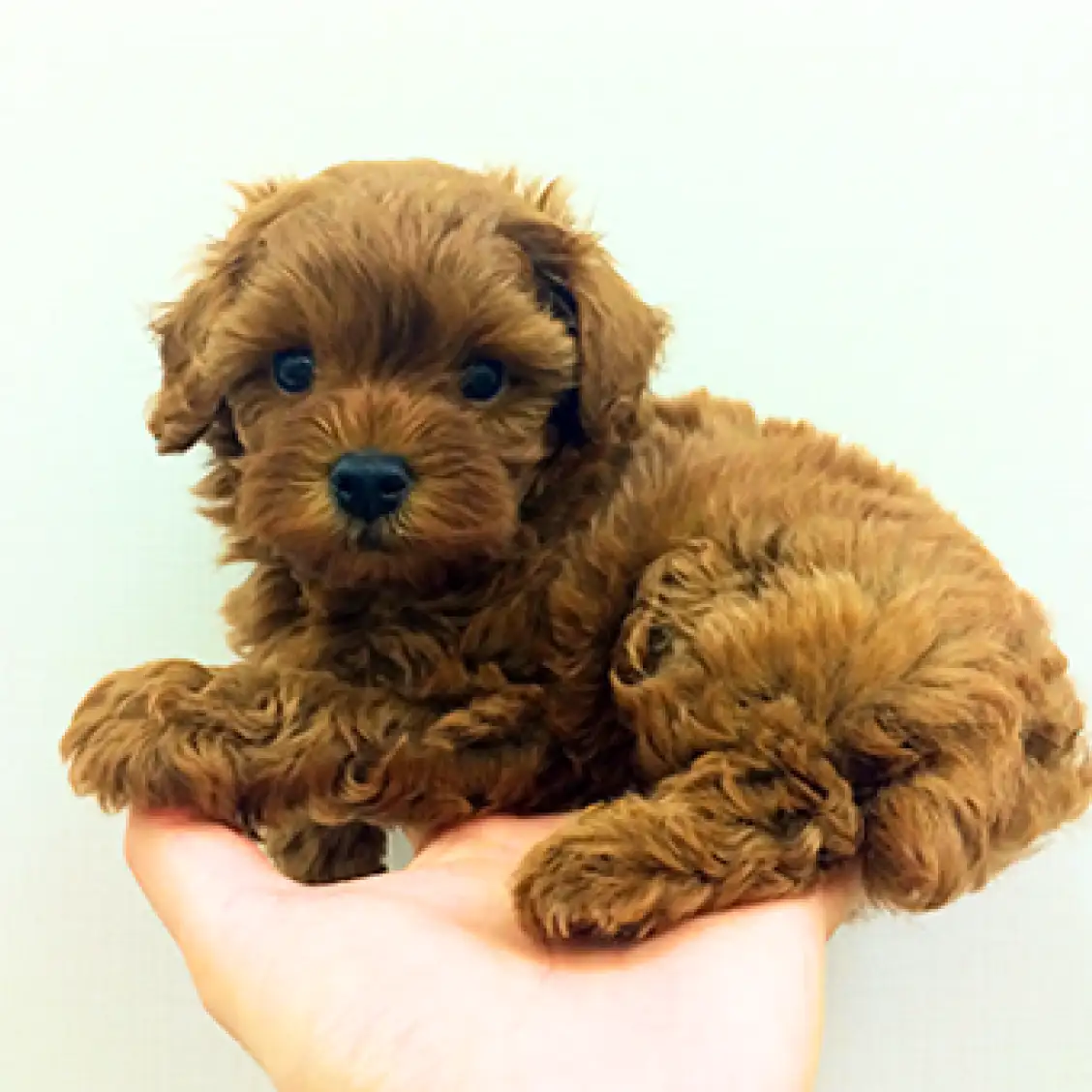 トイ・プードル