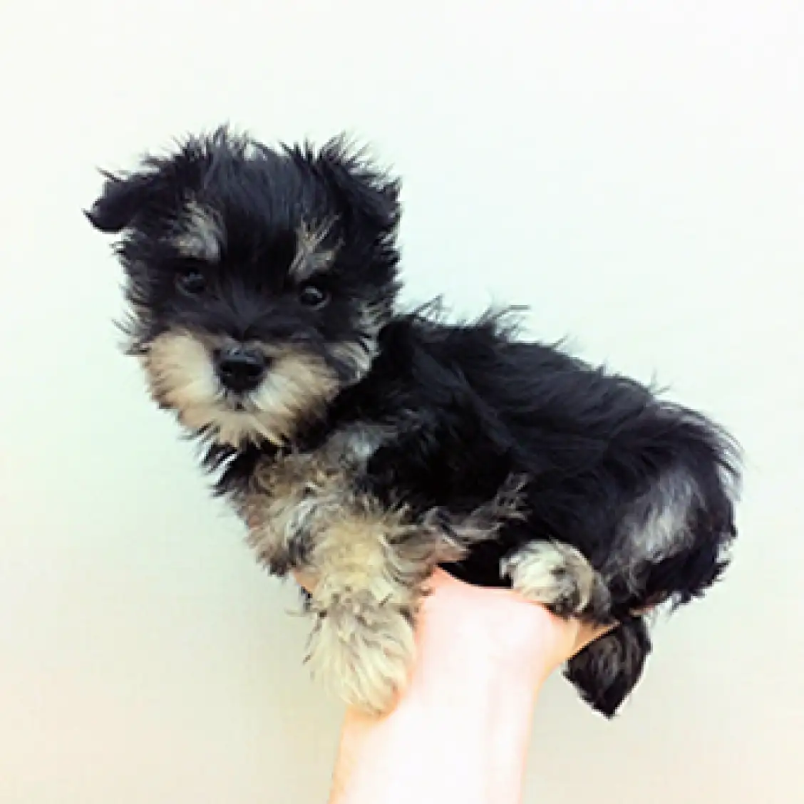 ミニチュア・シュナウザー