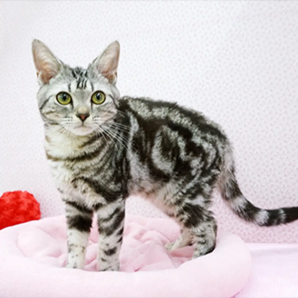 アメリカンショートヘア