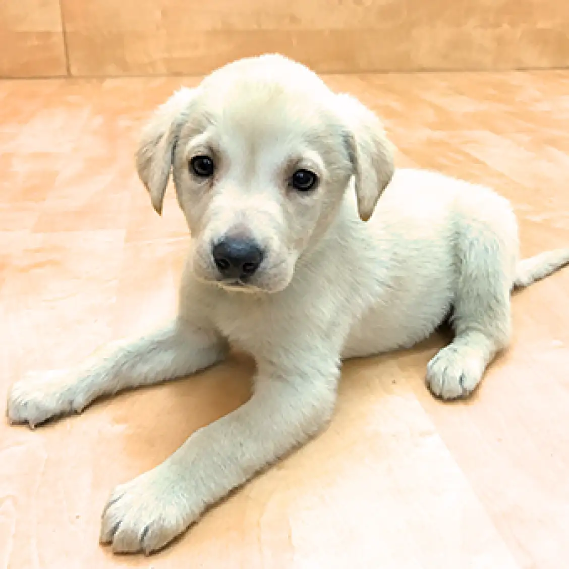 ラブラドールレトリバー