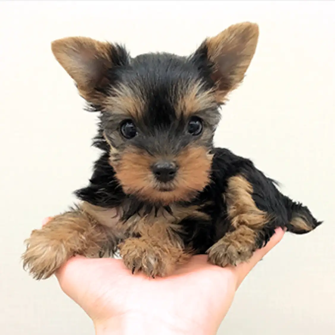 ヨークシャーテリア