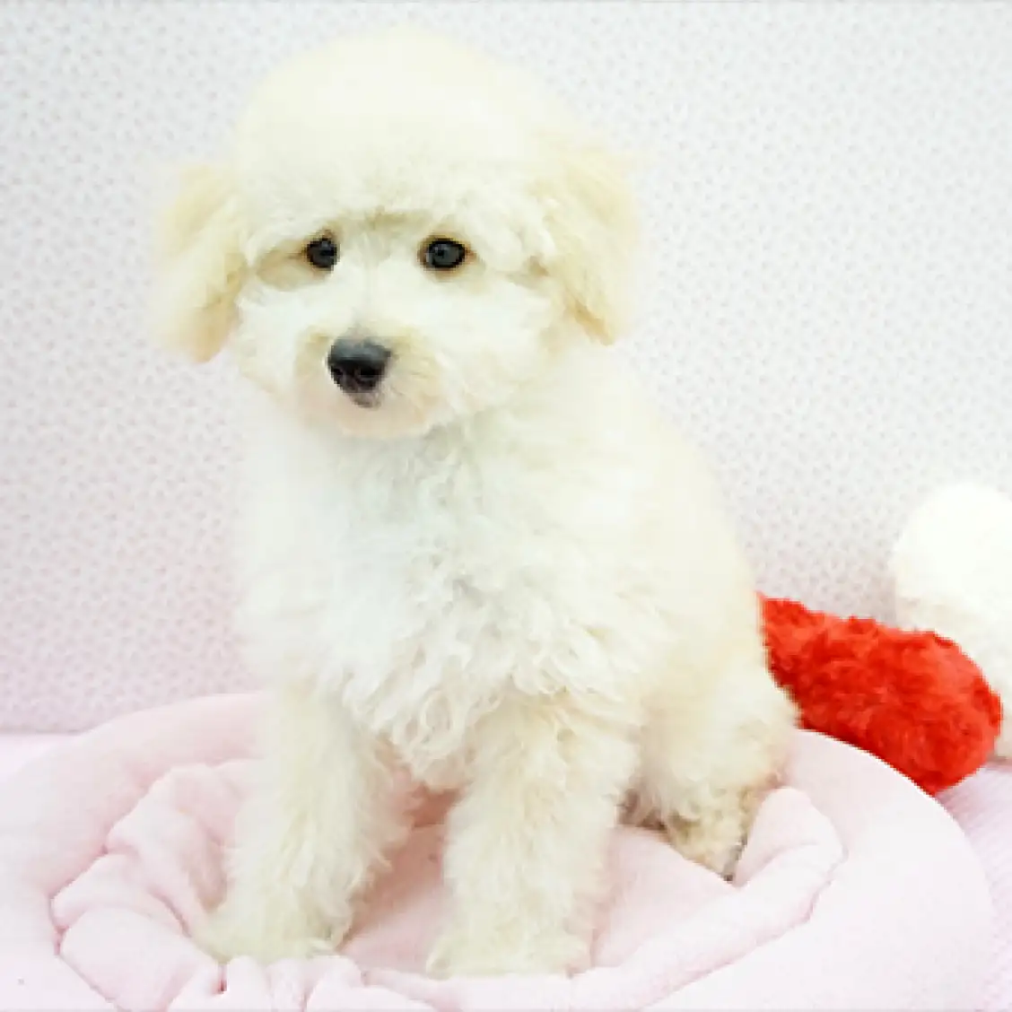 ミニチュア・プードル