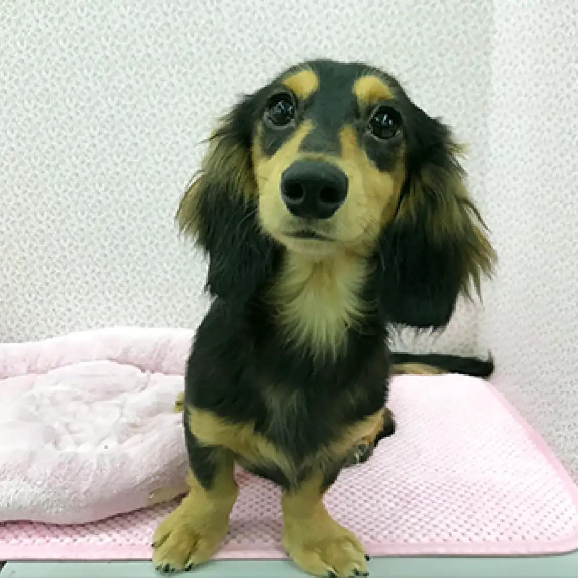 ミニチュア・ダックスフント