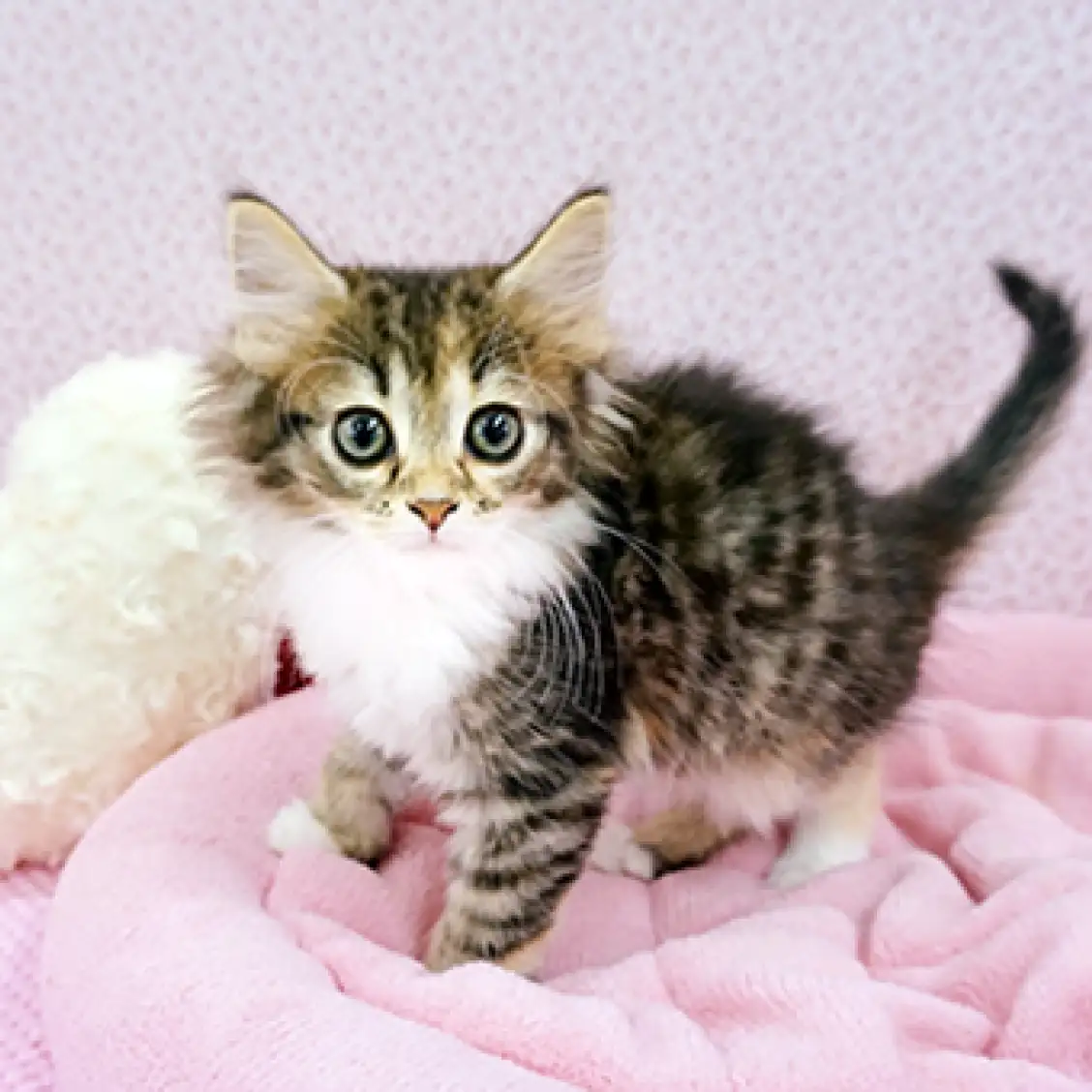 ノルウェージャンフォレストキャット