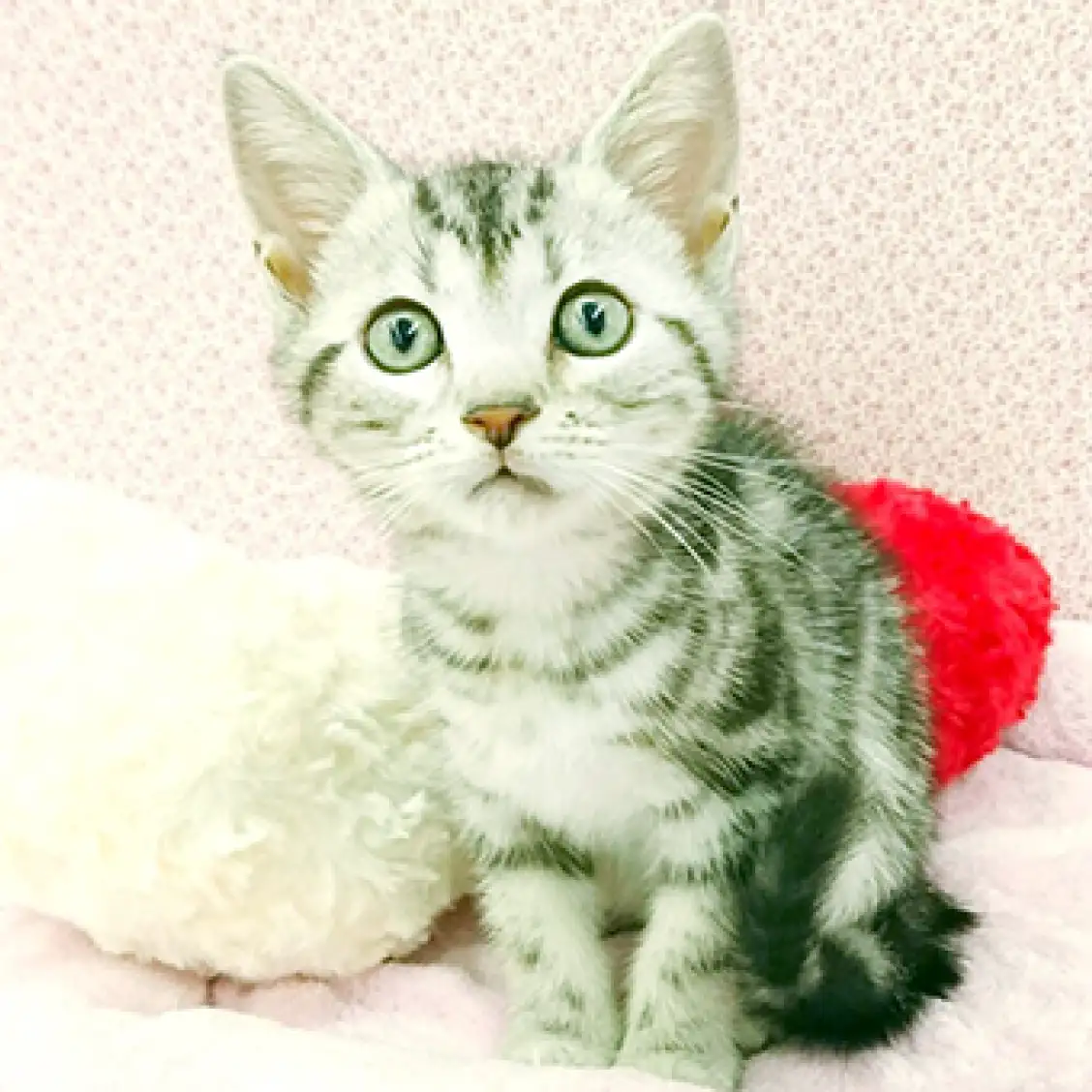 アメリカンショートヘア