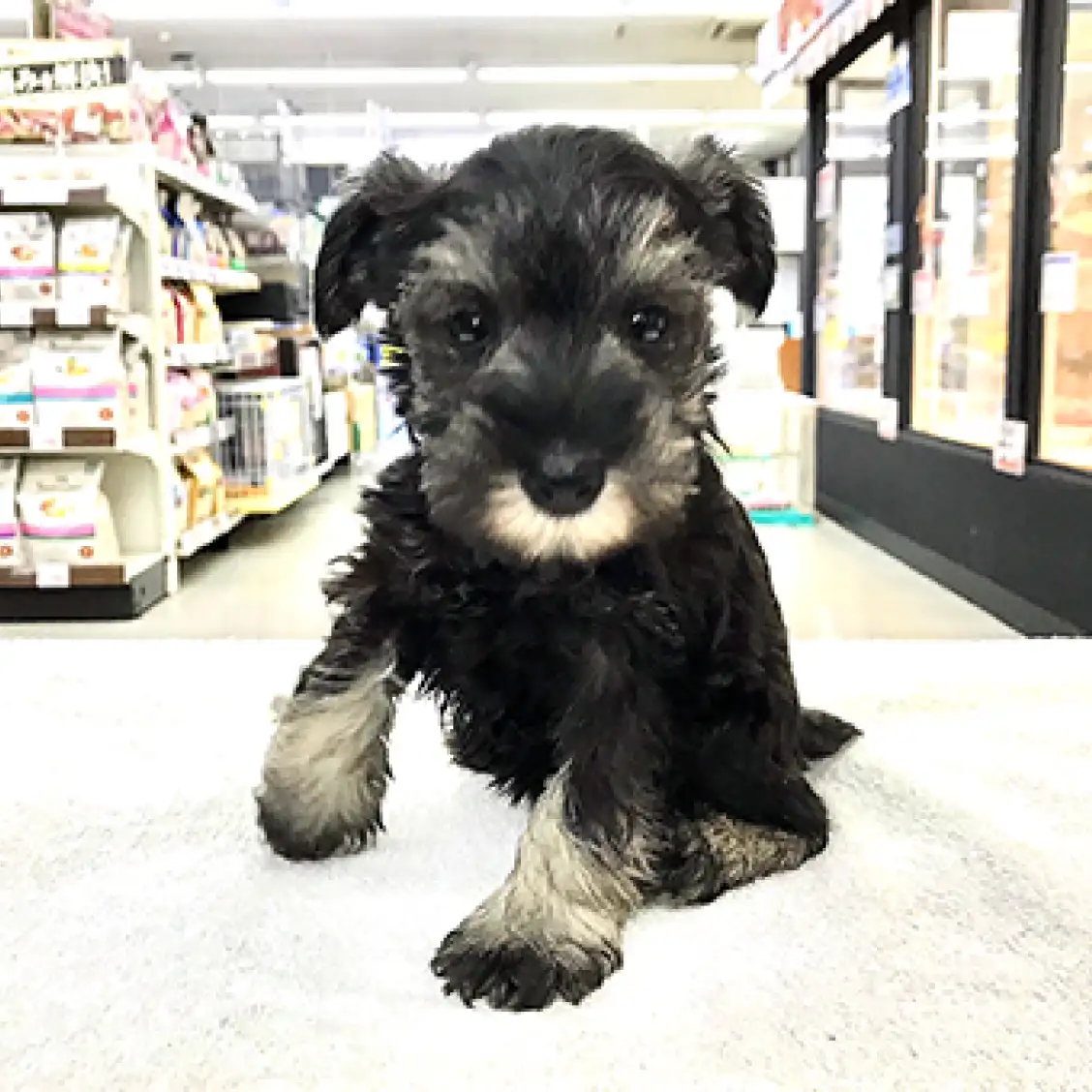 ミニチュア・シュナウザー