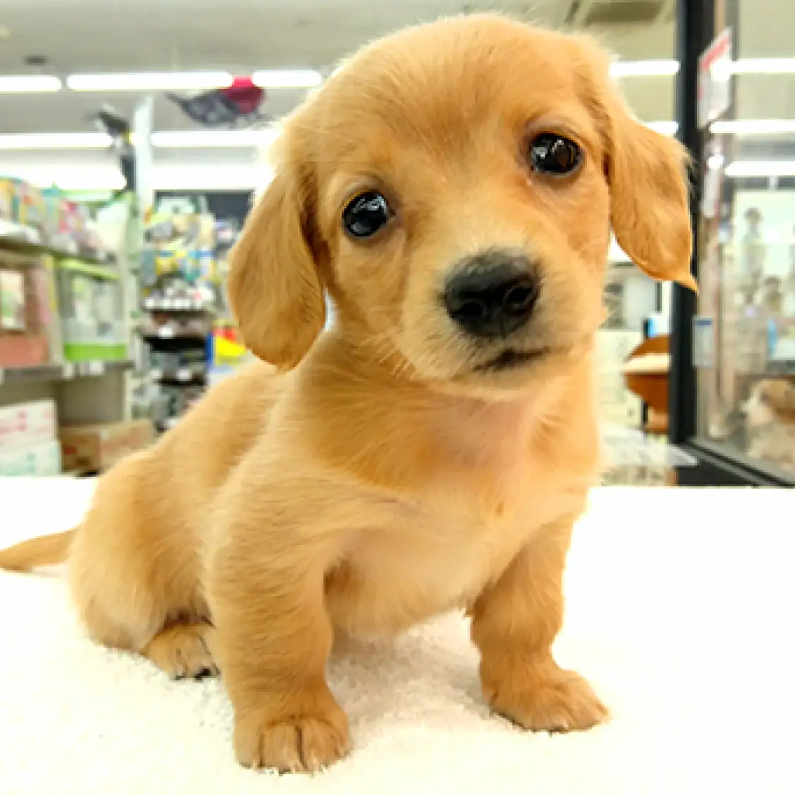 カニンヘン・ダックスフント