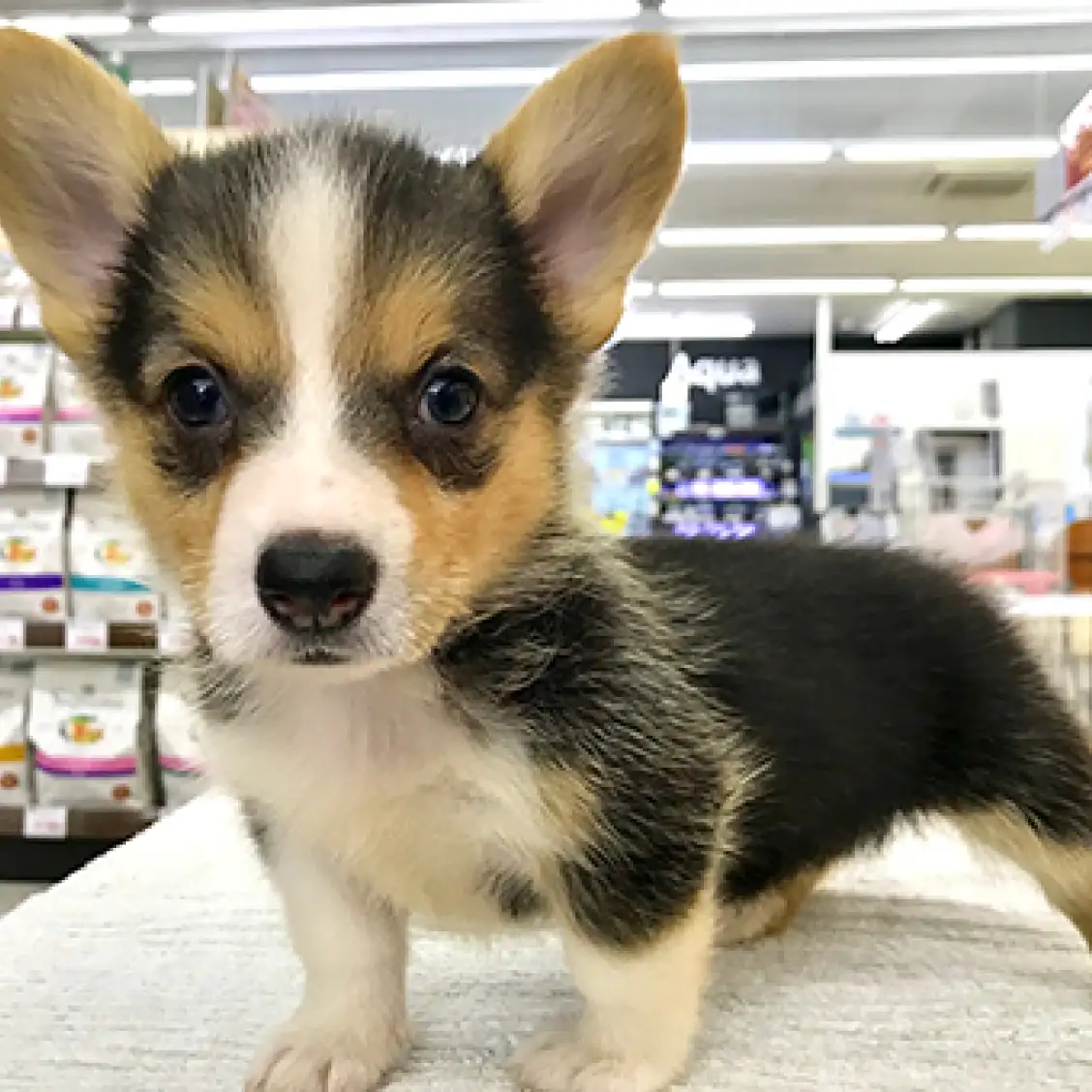 ウェルシュコーギーペンブローク