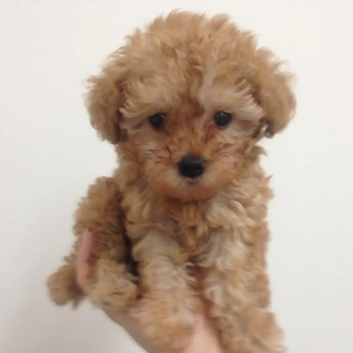 トイ・プードル