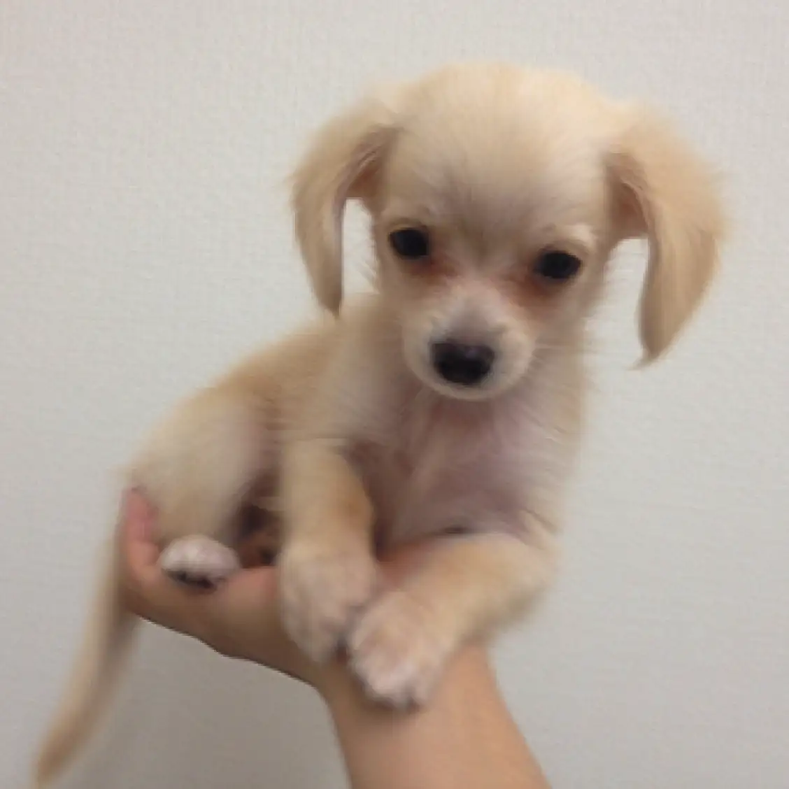 MIX（チワワ×ダックスフント）