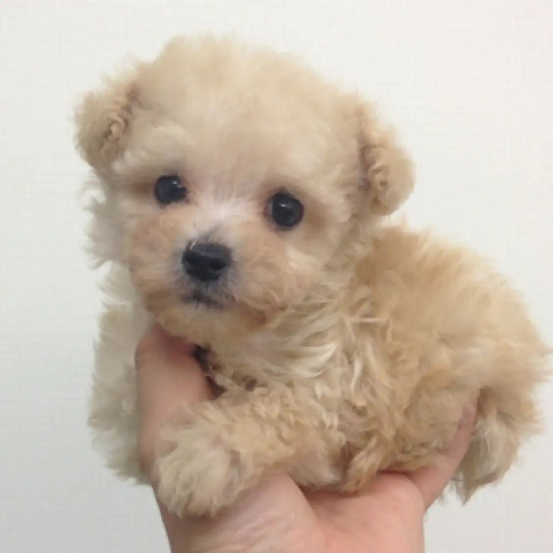 トイ・プードル