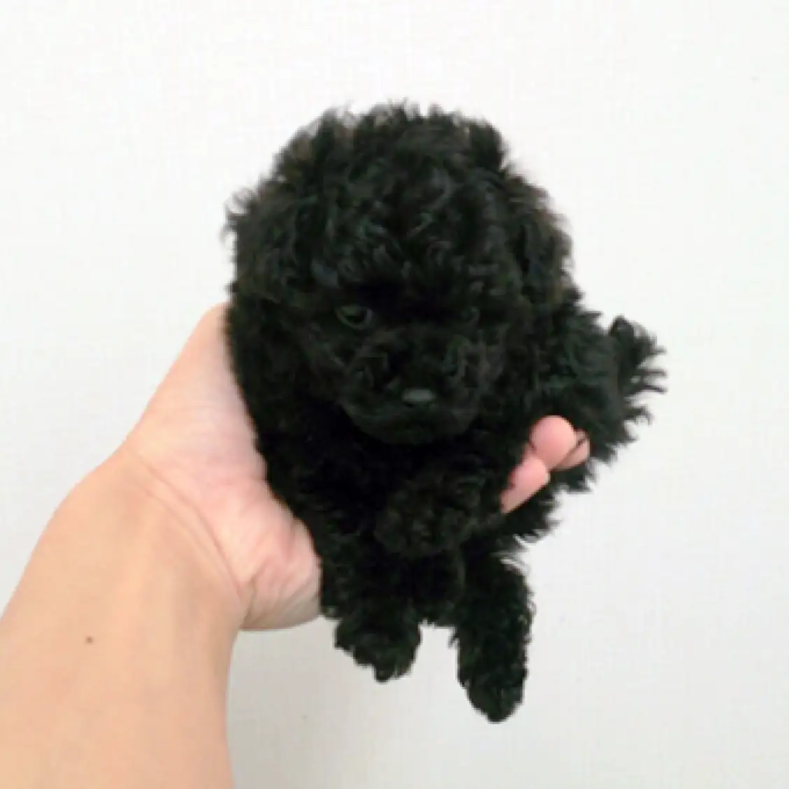 トイ・プードル