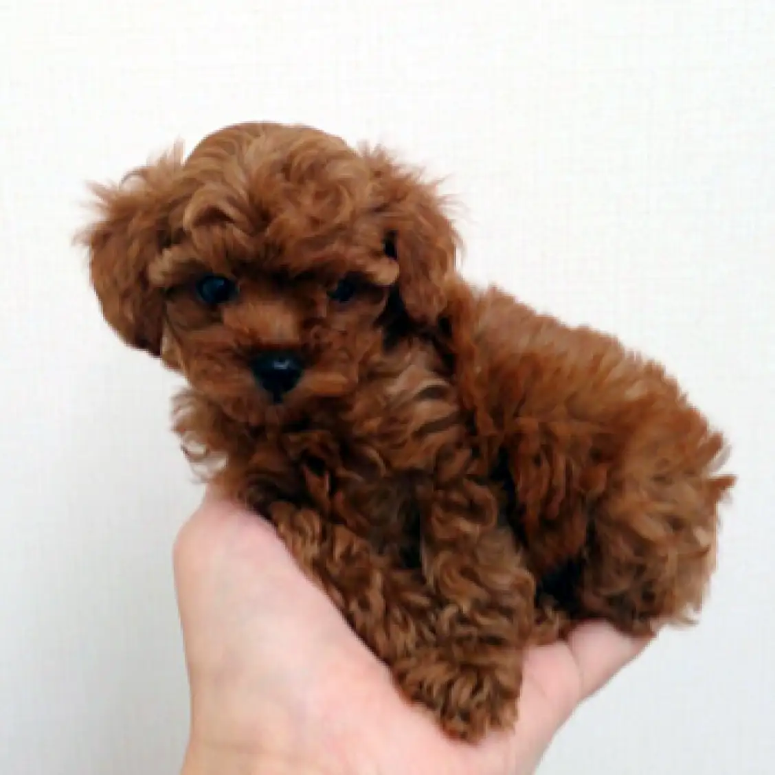 トイ・プードル