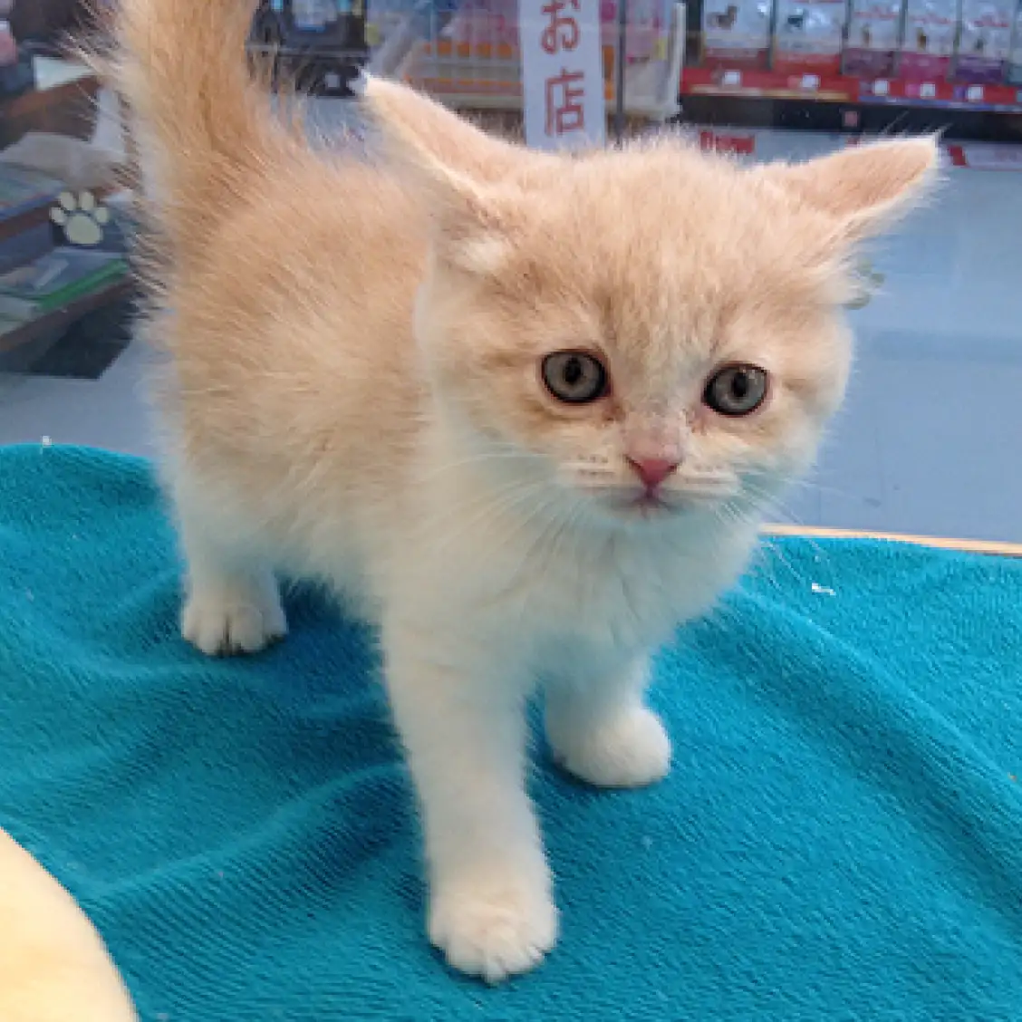 ブリティッシュショートヘア