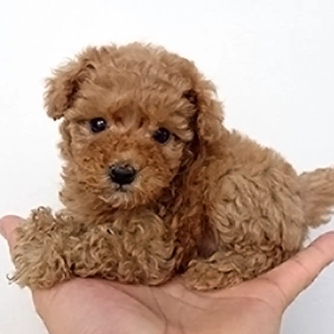 トイ・プードル