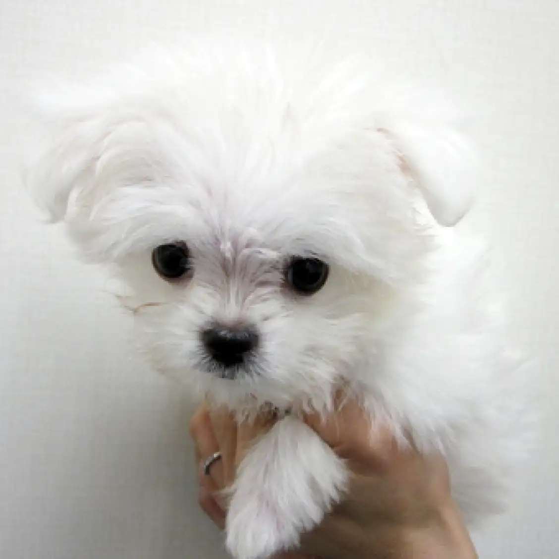 MIX（チワワ×マルチーズ）