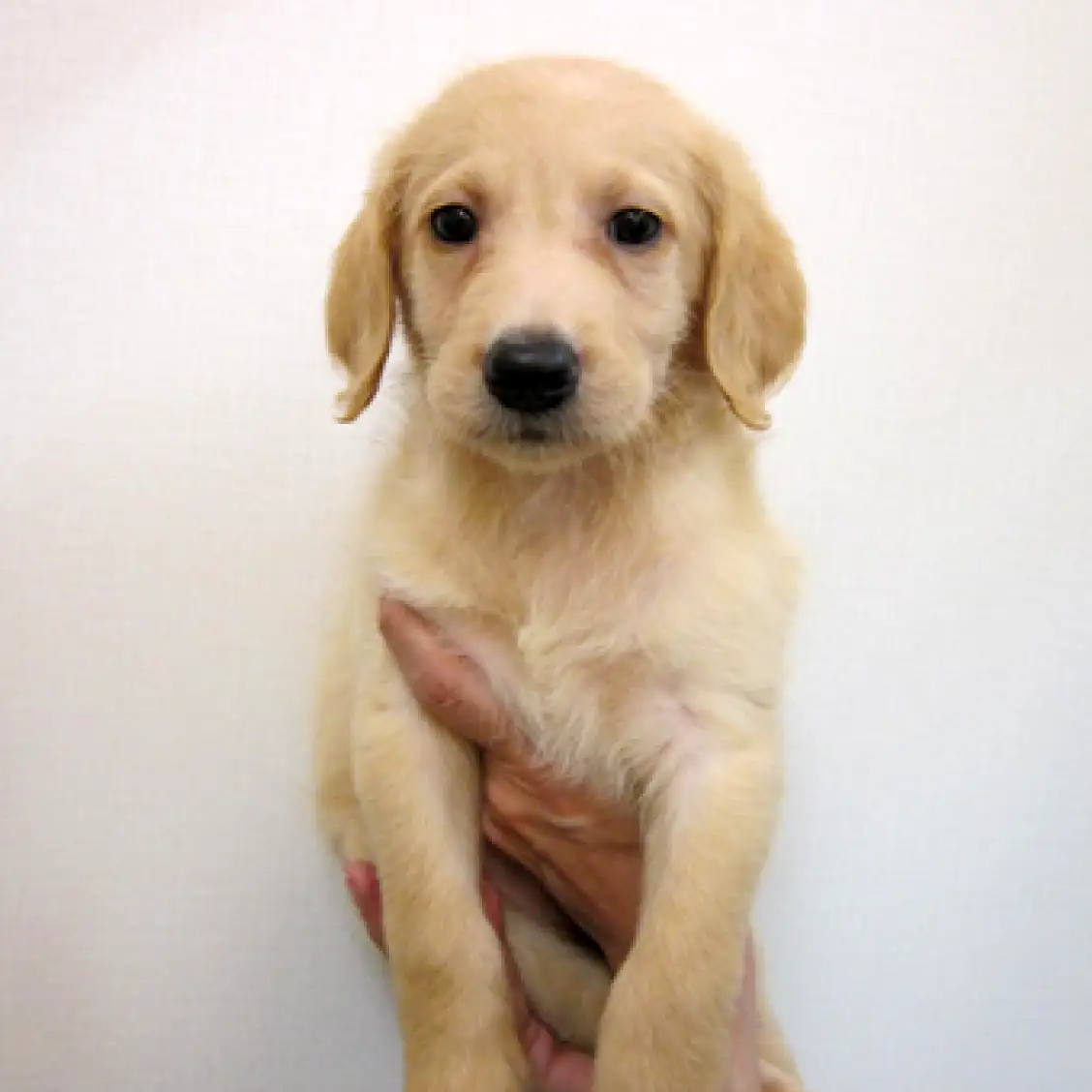 MIX(ラブラドール×プードル)