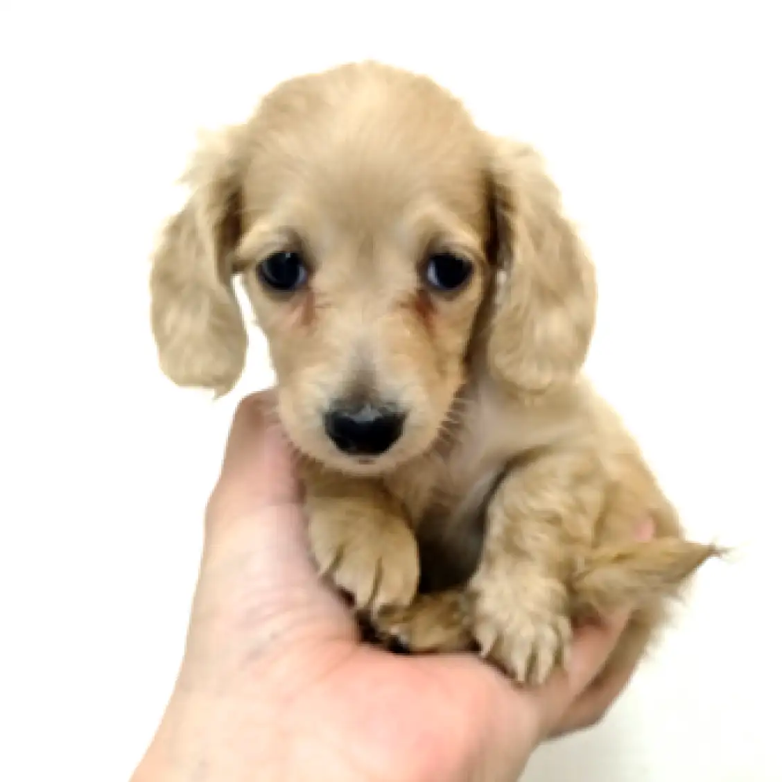 ミニチュア・ダックスフント