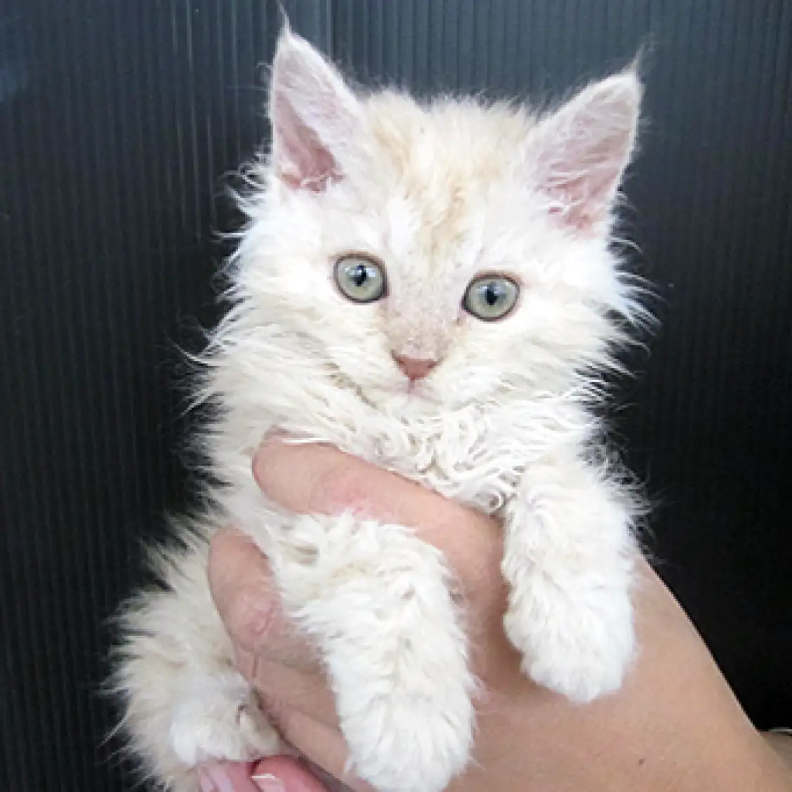 セルカークレックス