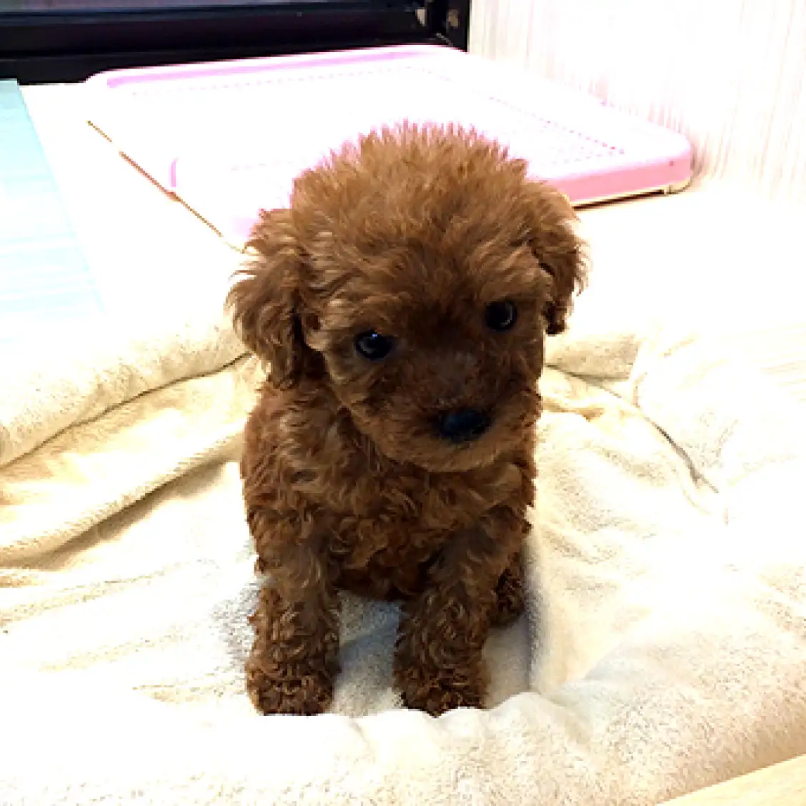 トイ・プードル