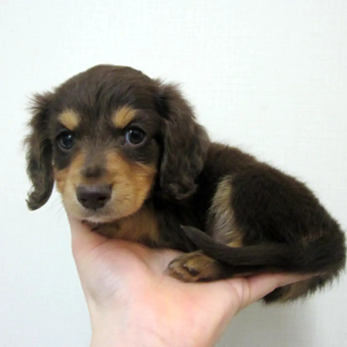 ミニチュア・ダックスフント