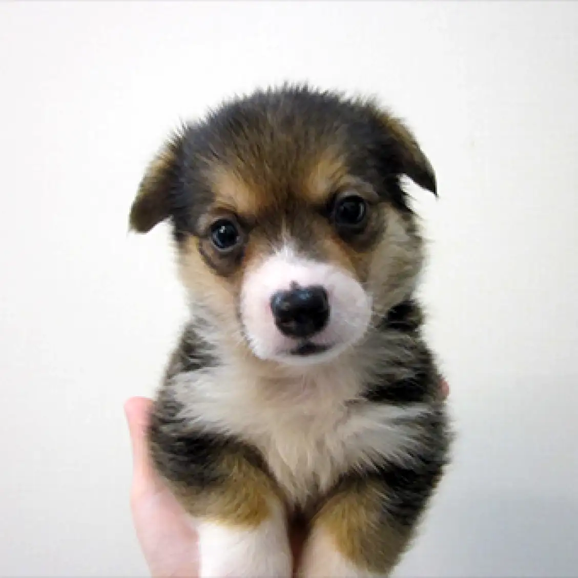 ウェルシュコーギーペンブローク