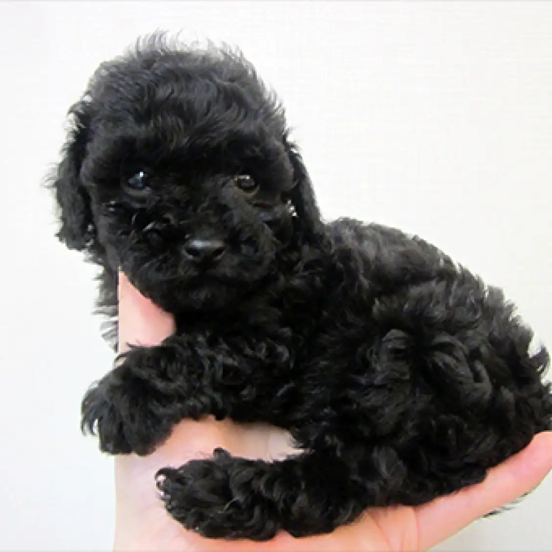 トイ・プードル