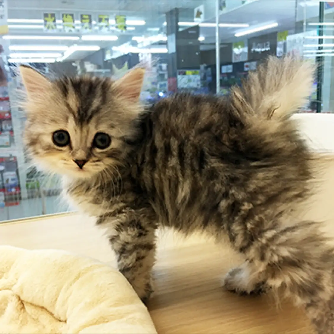 スコティッシュフォールド