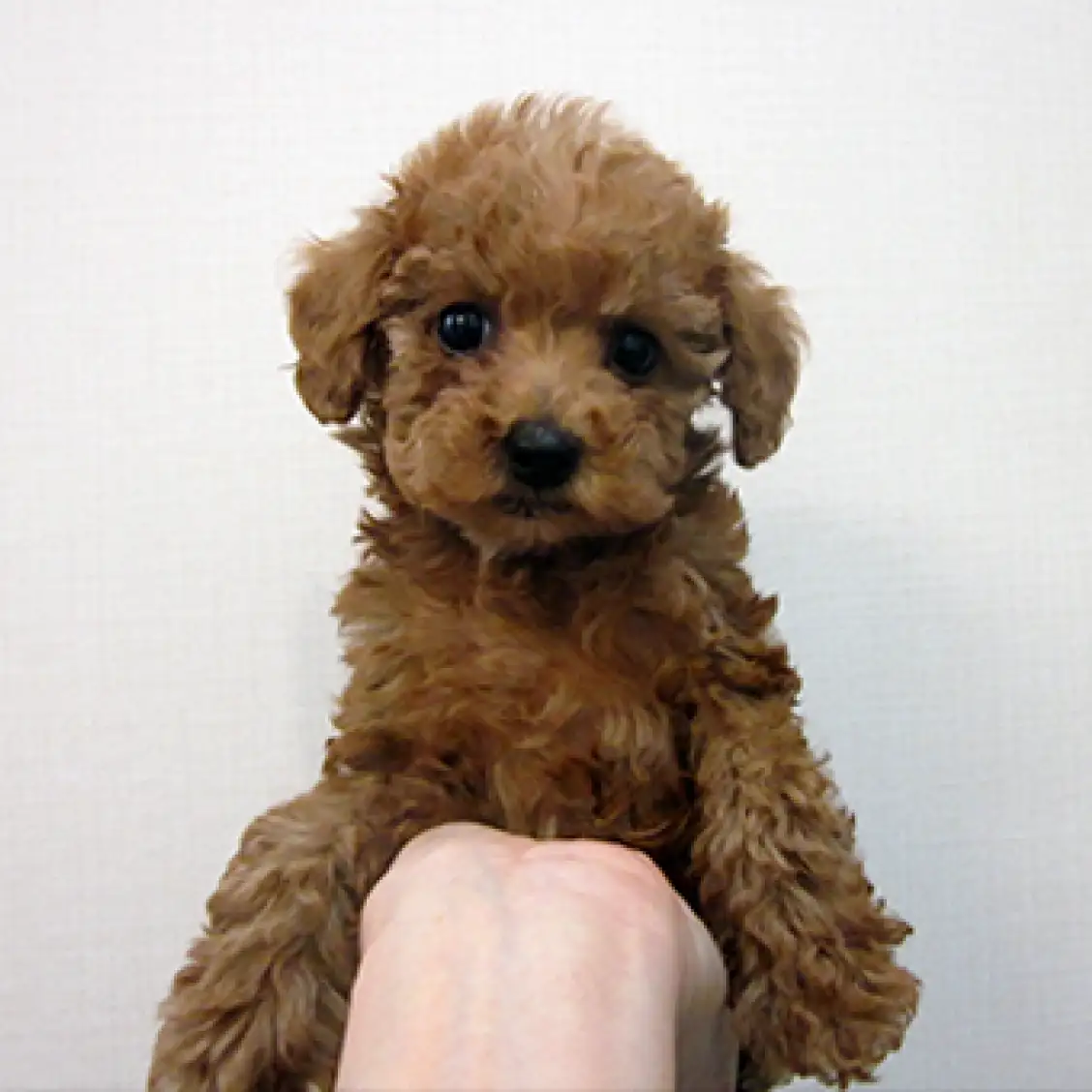 トイ・プードル