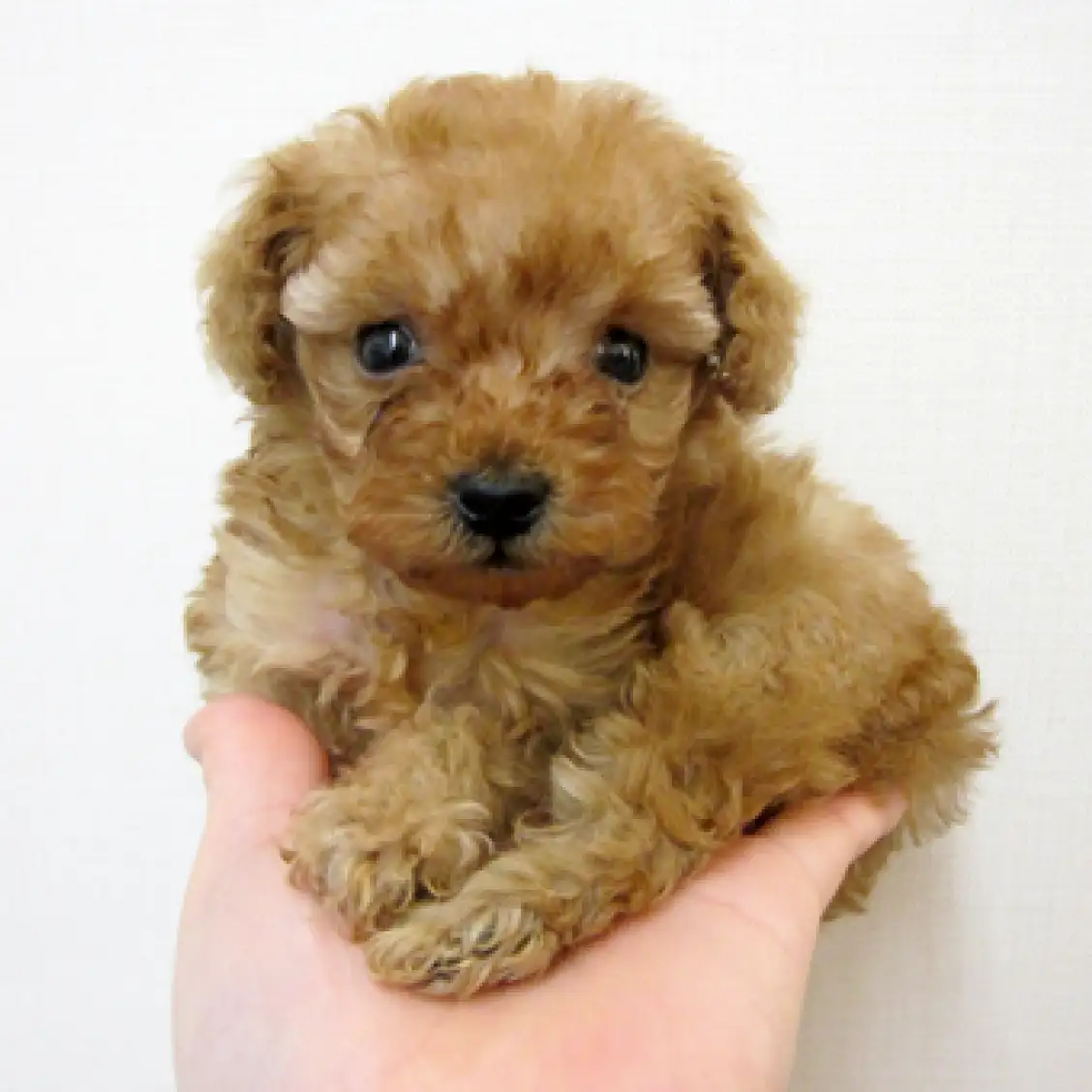 トイ・プードル