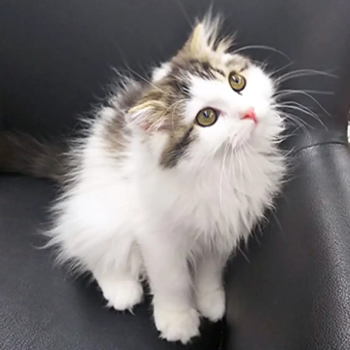 スコティッシュフォールド