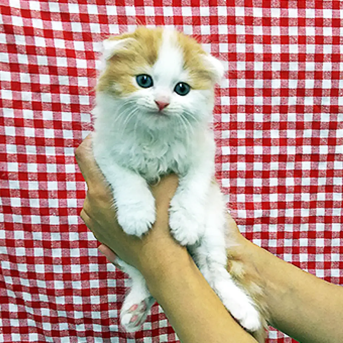 スコティッシュフォールド