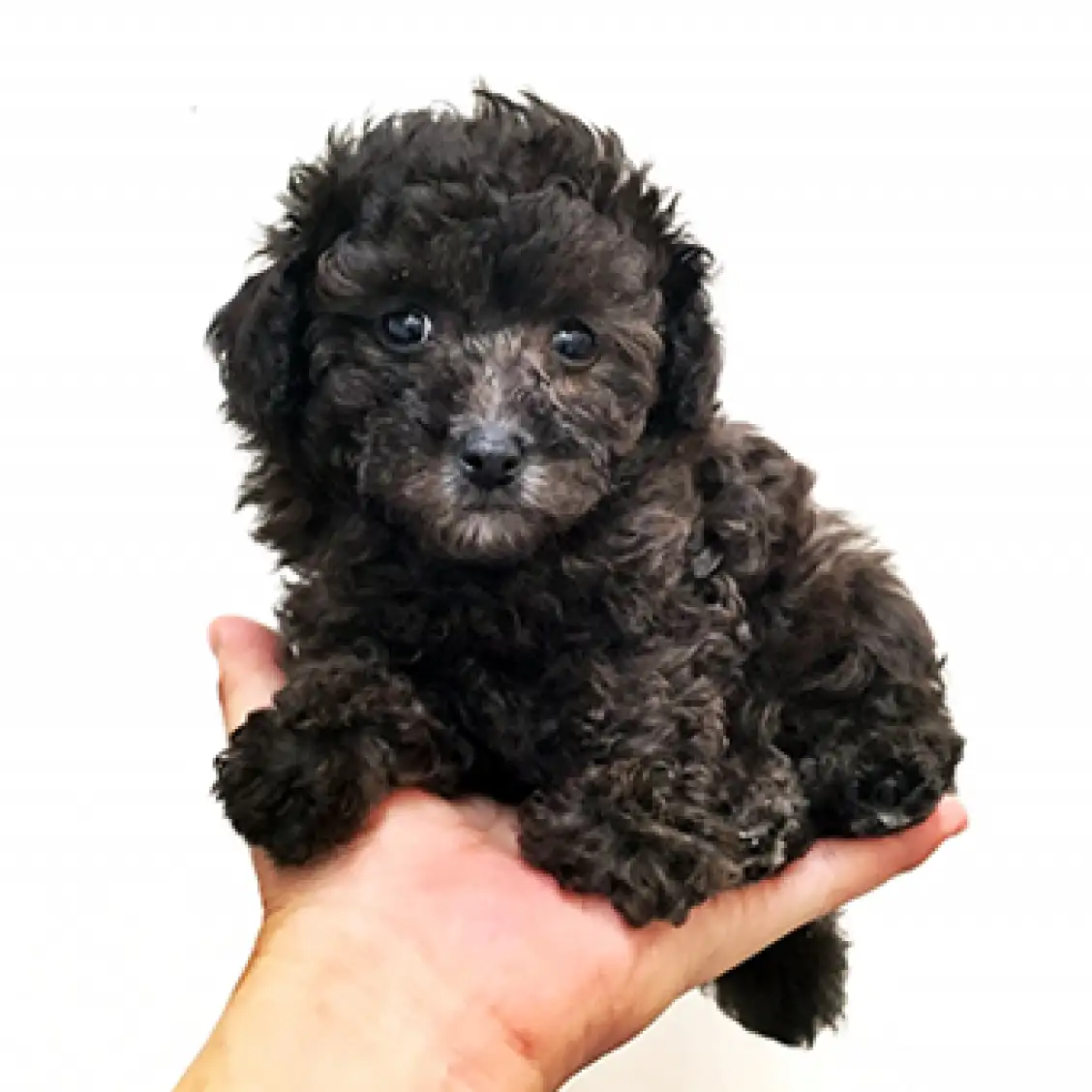 トイ・プードル