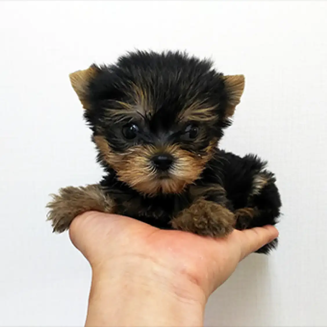 ヨークシャーテリア