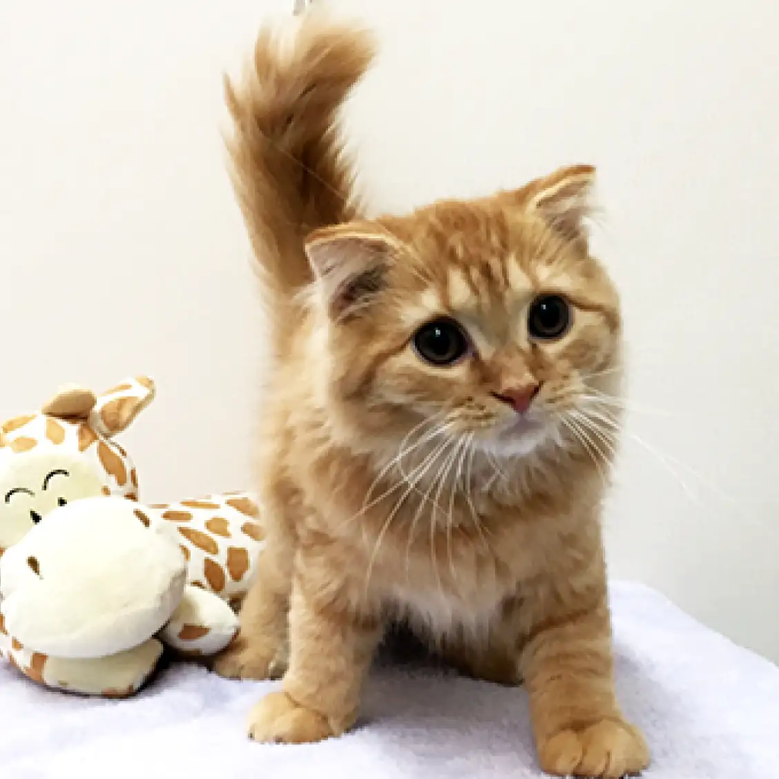 スコティッシュフォールド