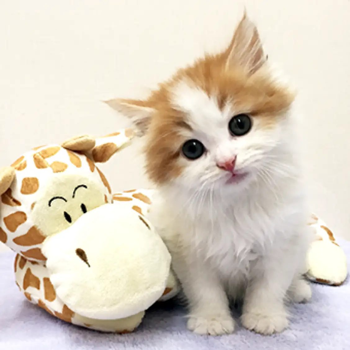 ノルウェージャンフォレストキャット