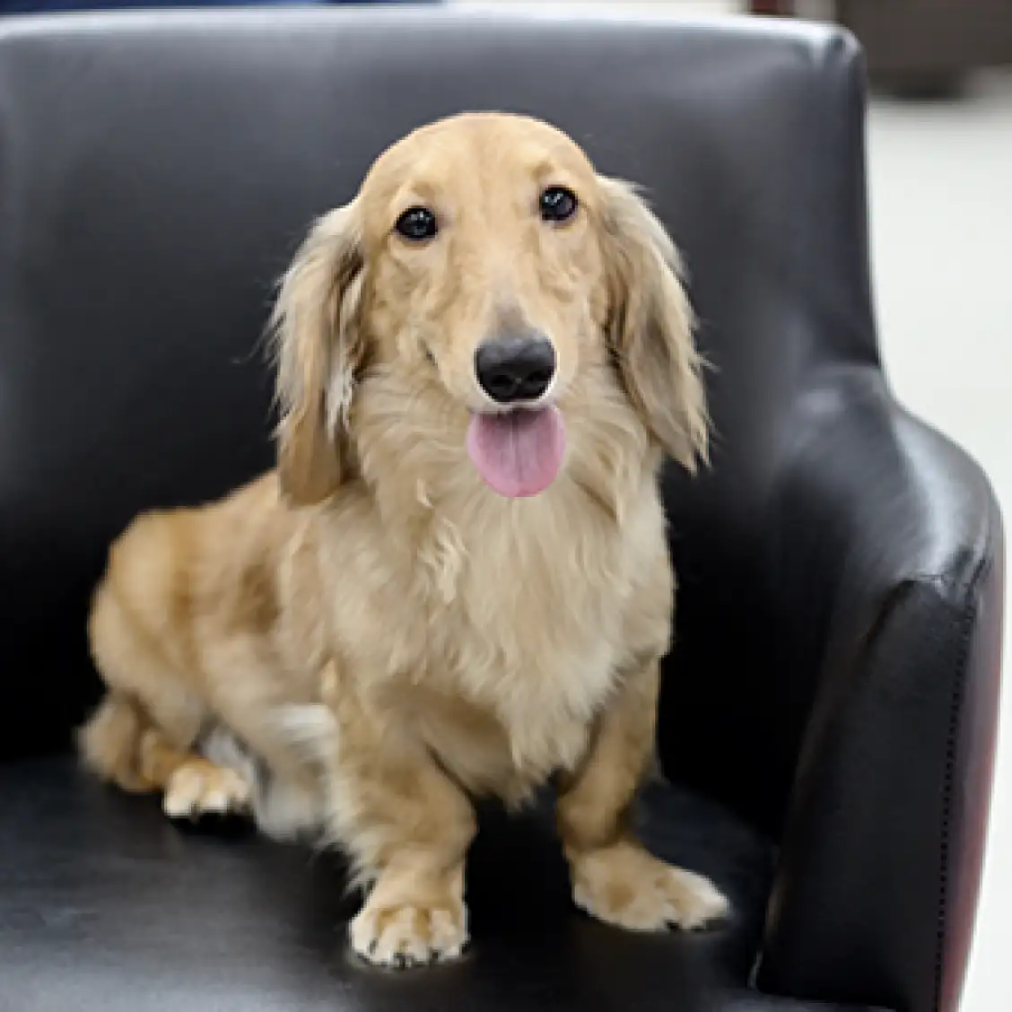 ミニチュア・ダックスフント