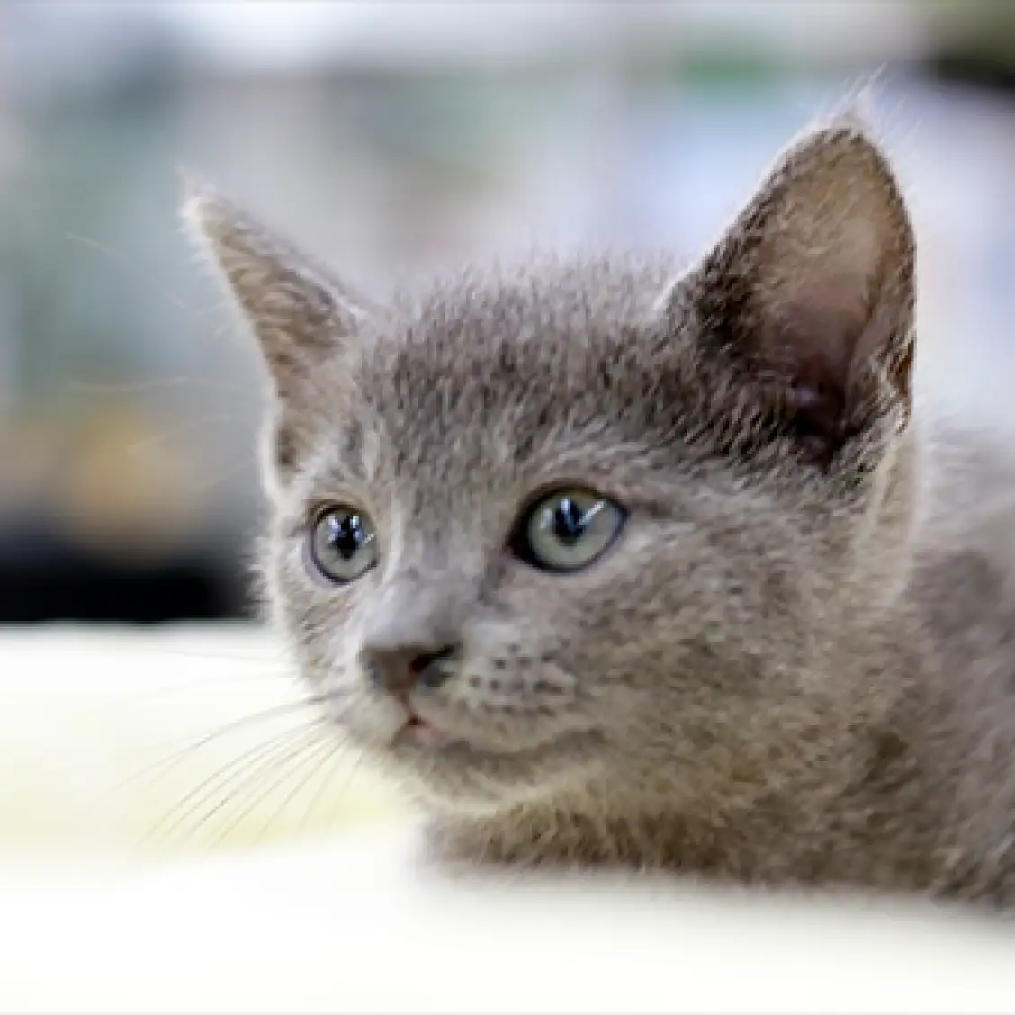 ロシアンブルー