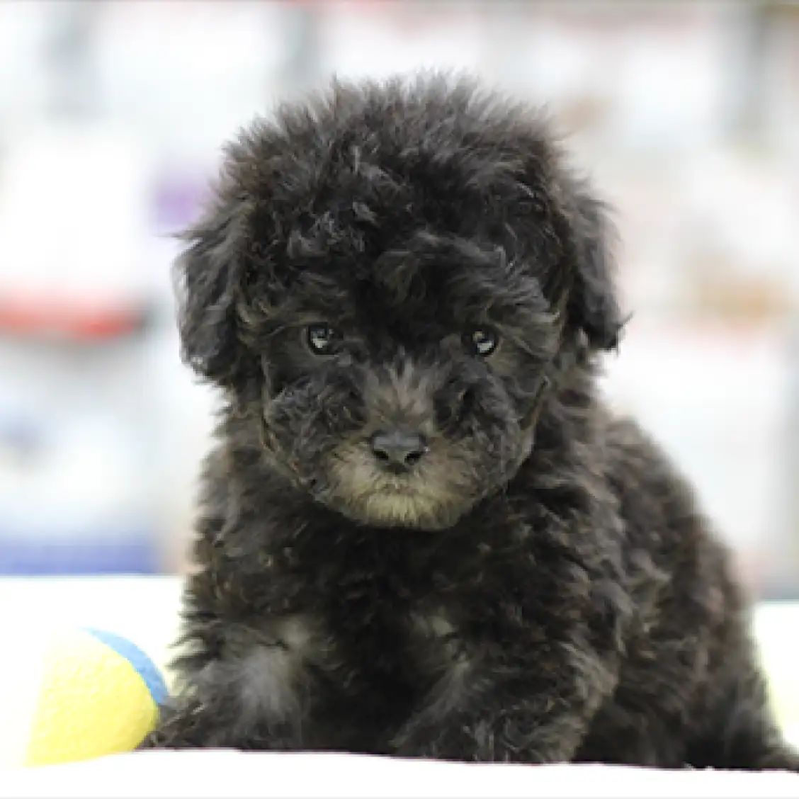 トイ・プードル