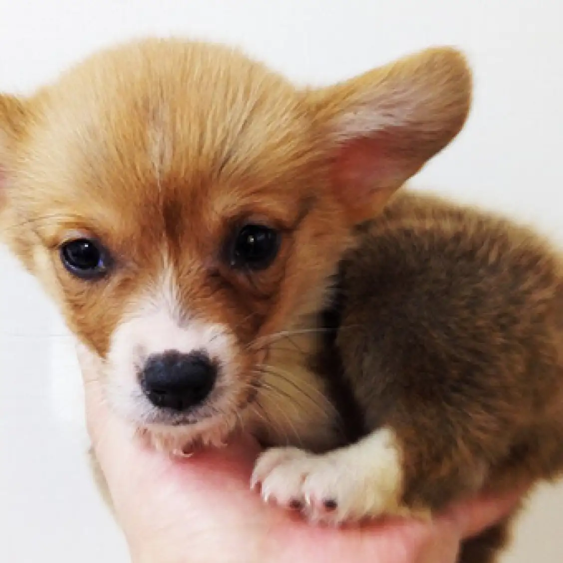 ウェルシュコーギーペンブローク