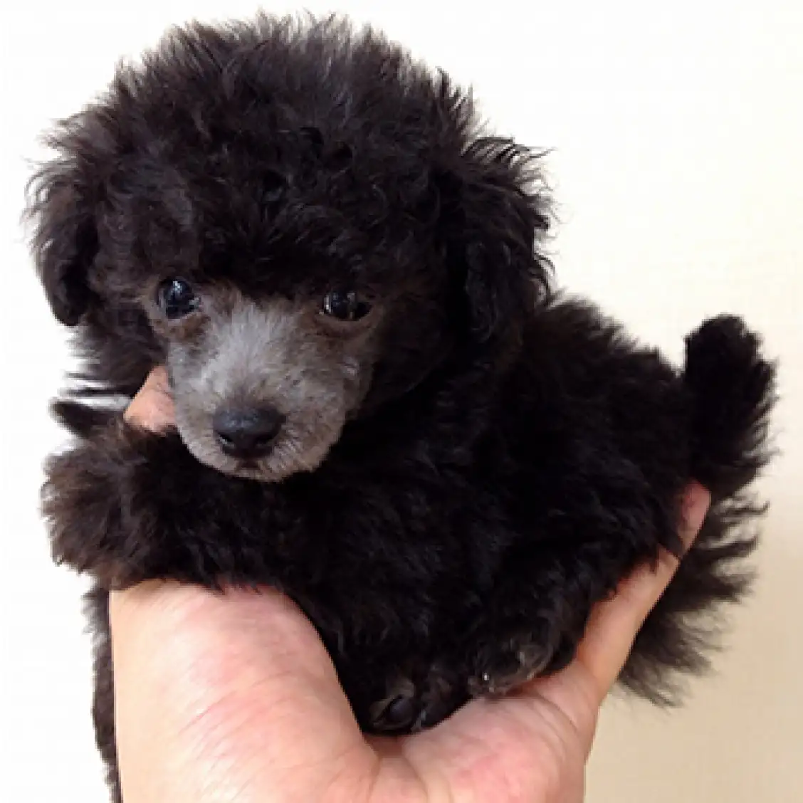 トイ・プードル