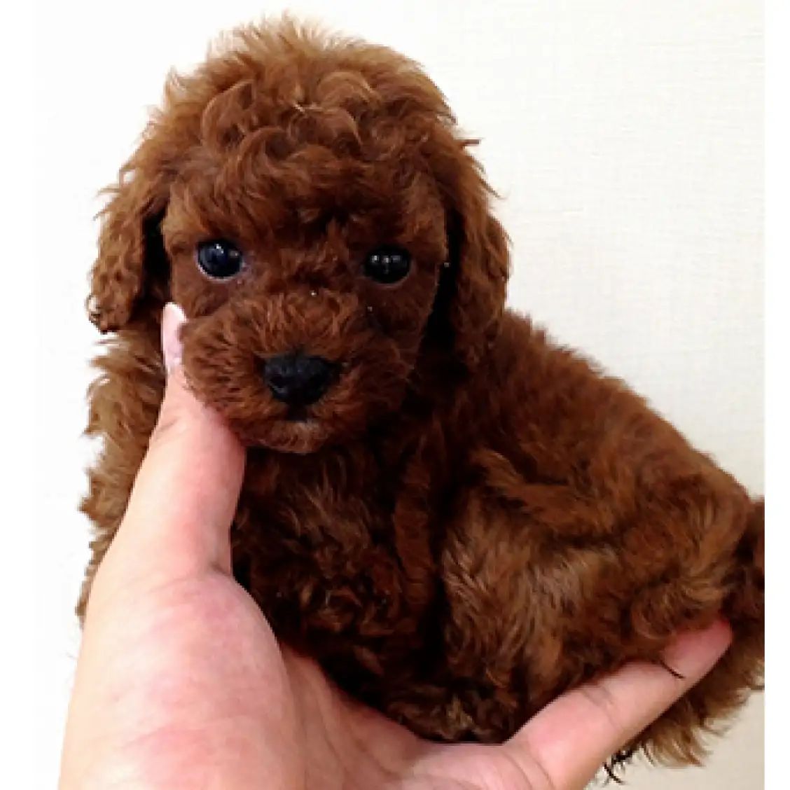 トイ・プードル