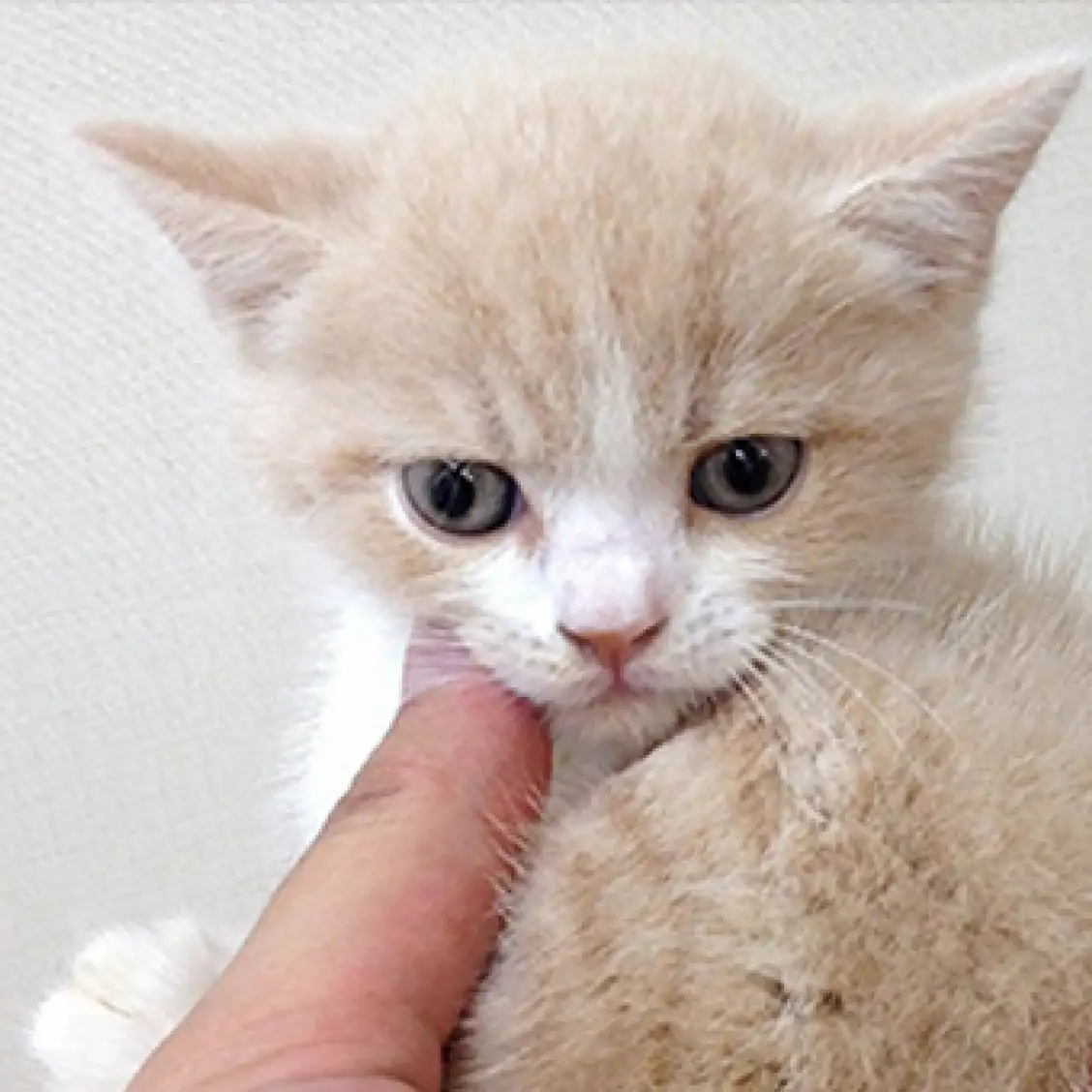 ブリティッシュショートヘア