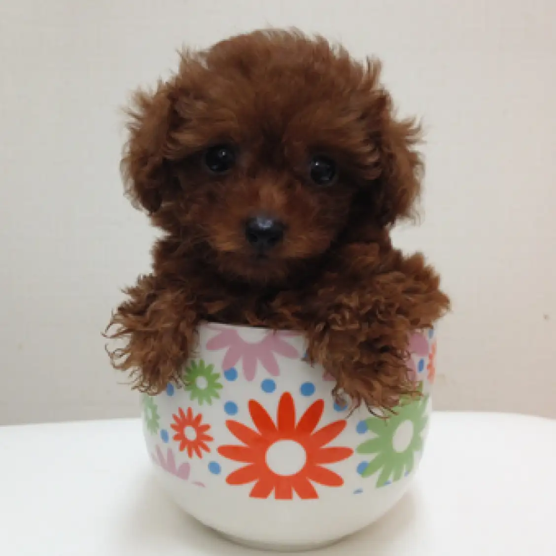 トイ・プードル