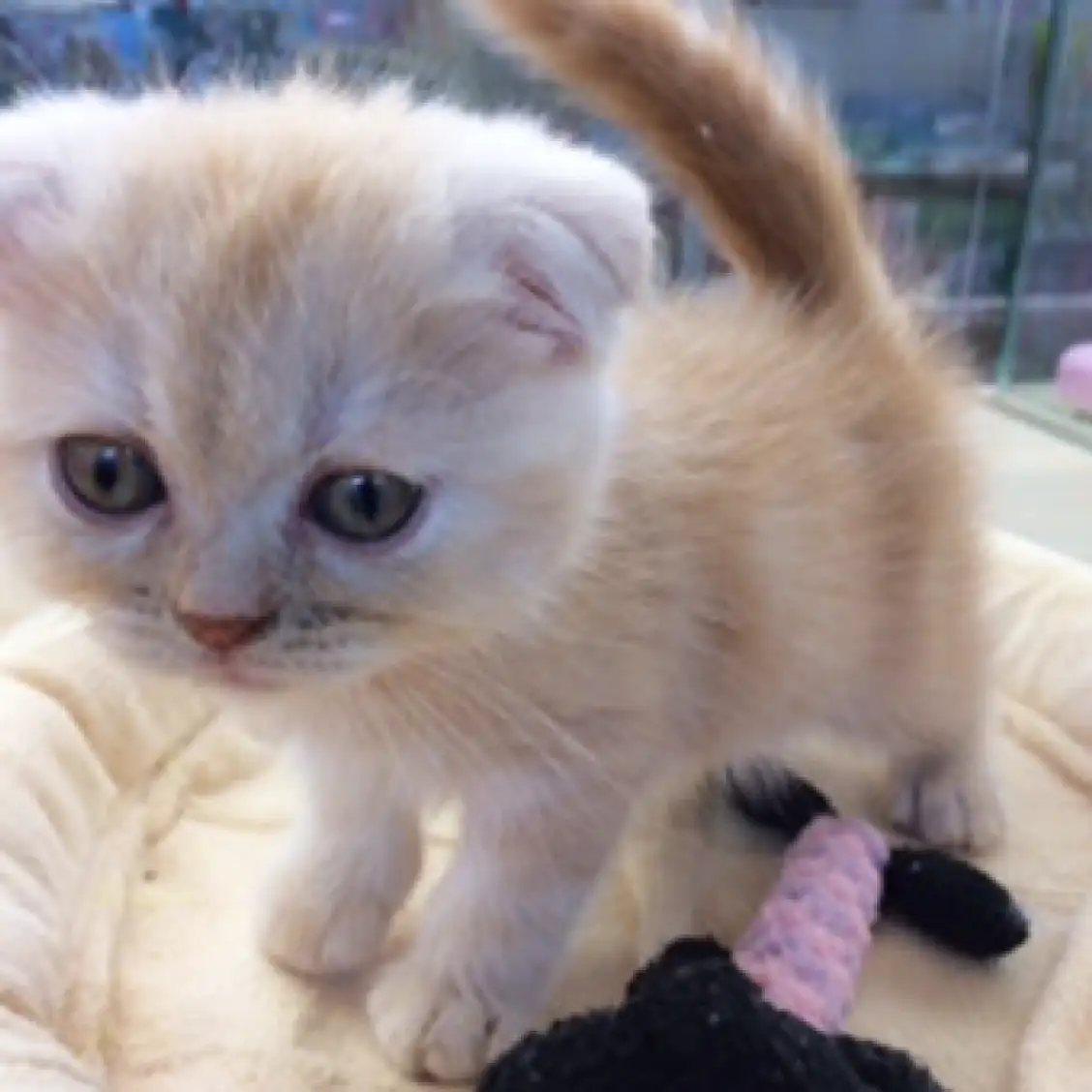 スコティッシュフォールド