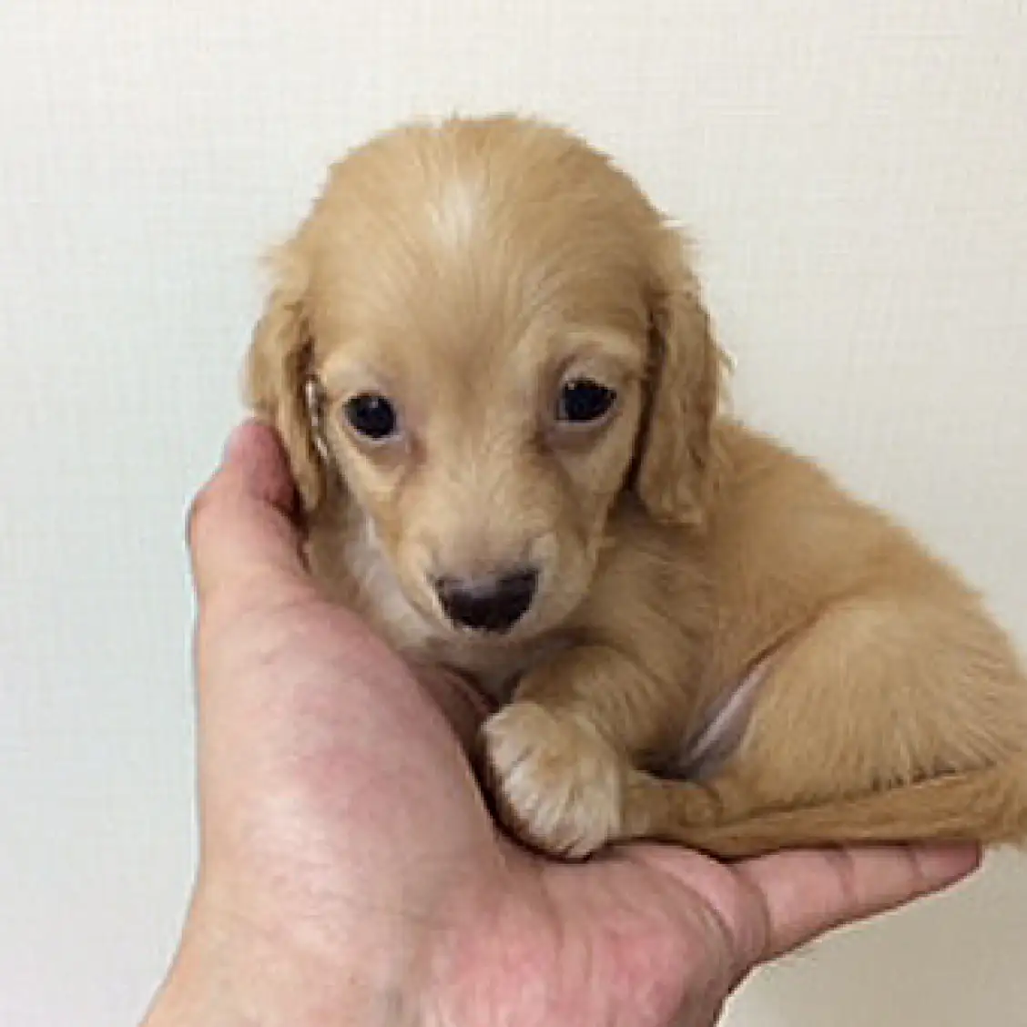 ミニチュア・ダックスフント