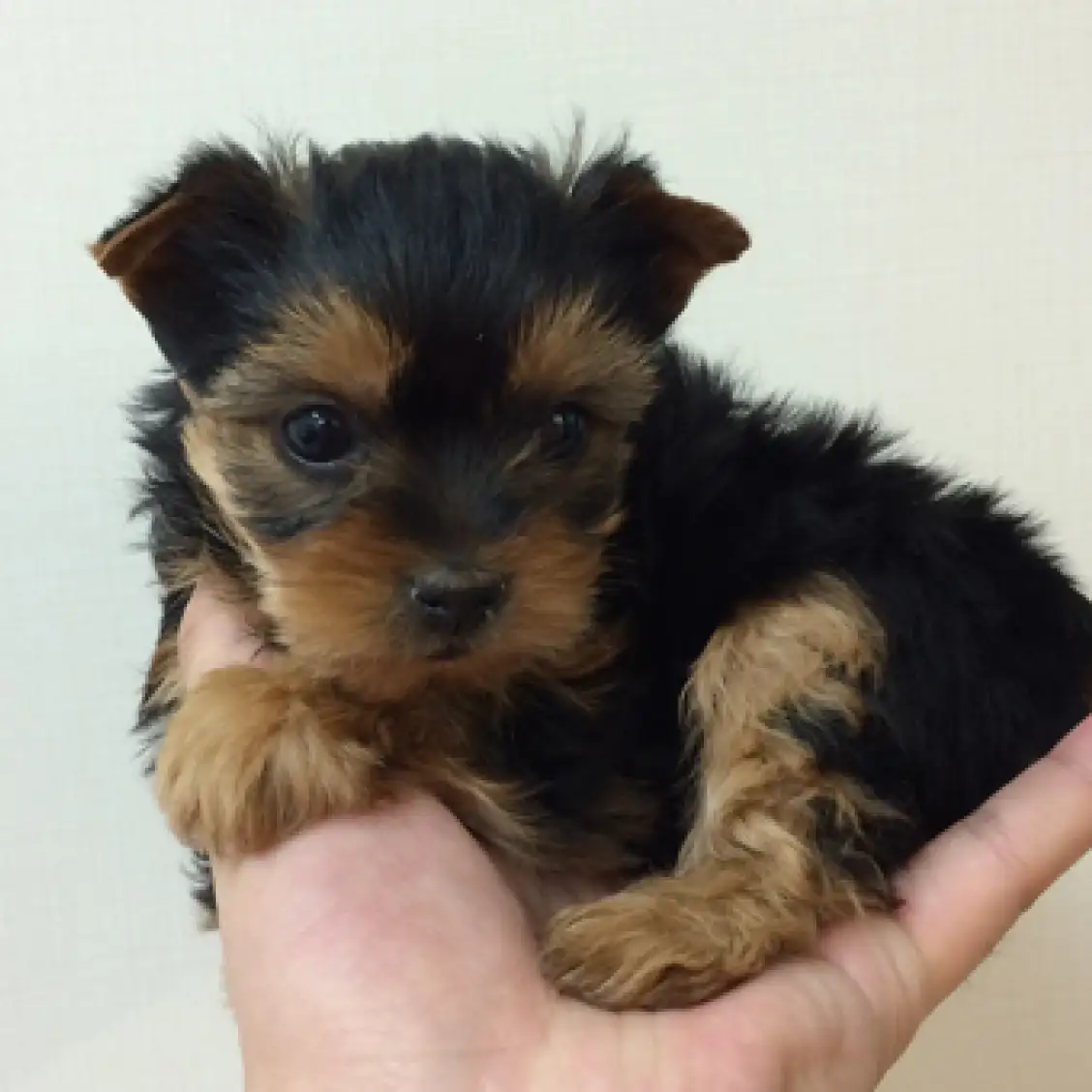 ヨークシャーテリア