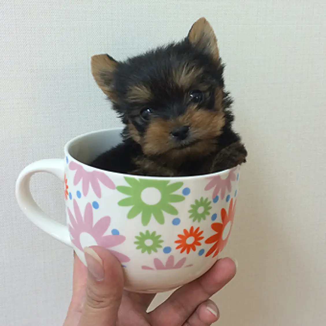 ヨークシャーテリア