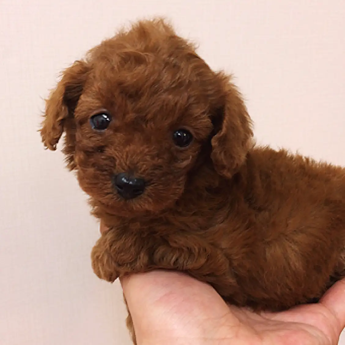 トイ・プードル