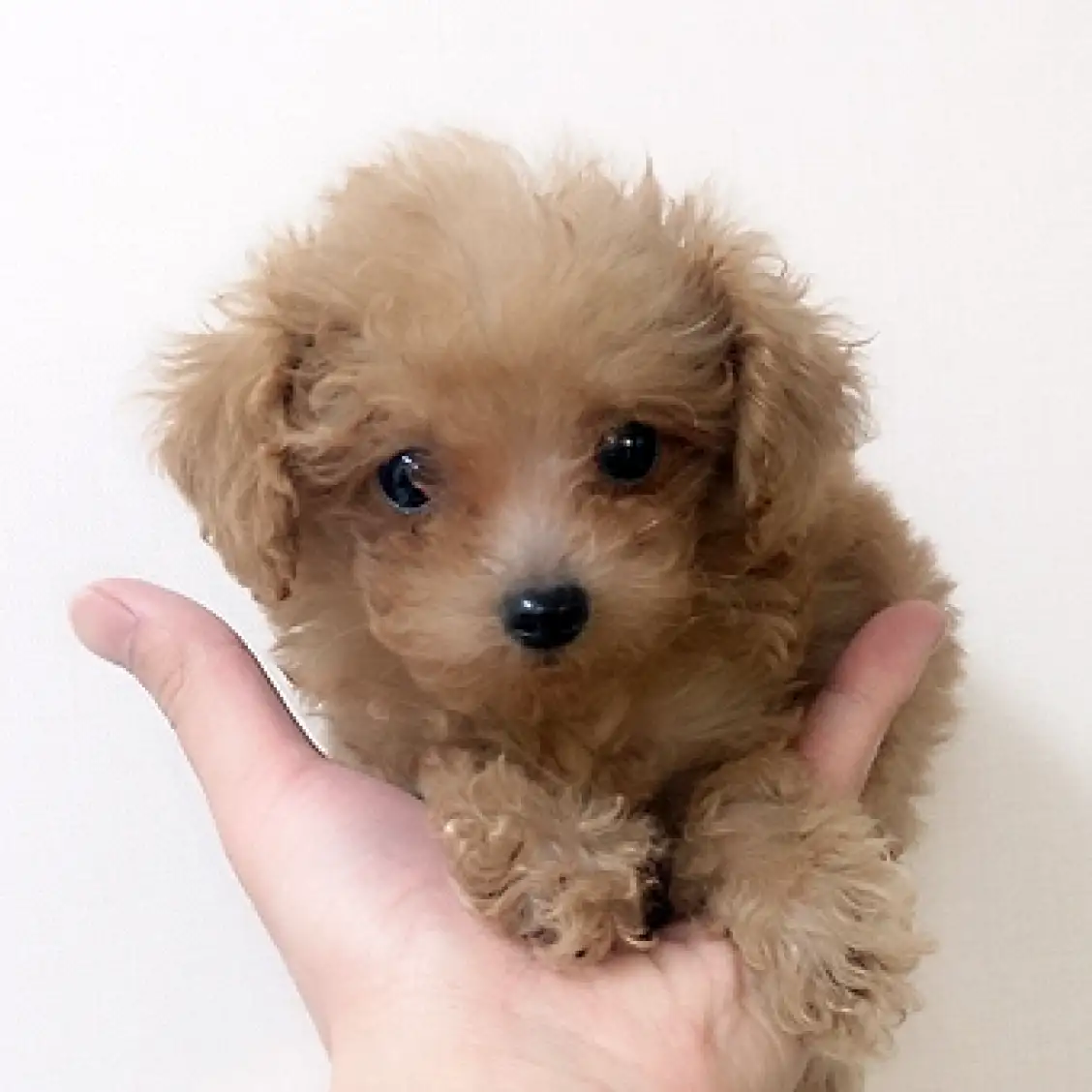 トイ・プードル